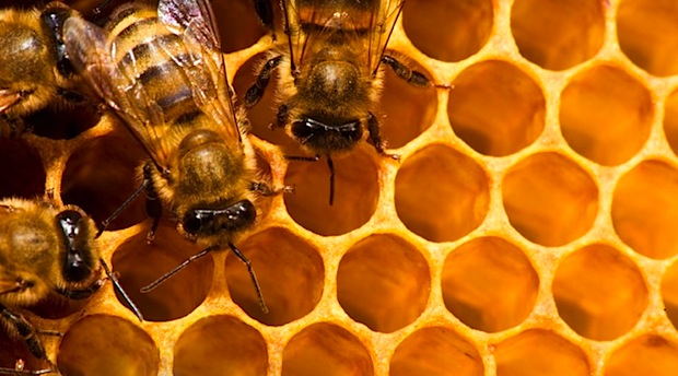Honeycomb tendría por requisito mínimo un procesador dual core