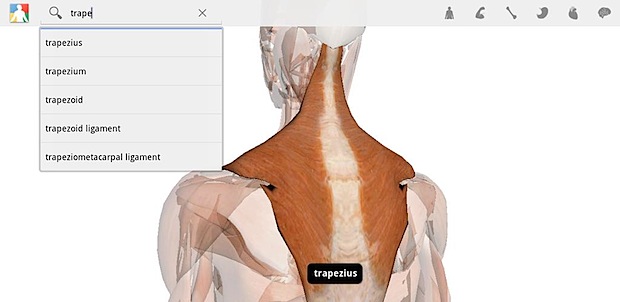 Google lanza Google Body para tablets corriendo Android Honeycomb