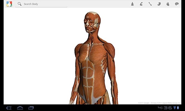 Google body honeycomb
