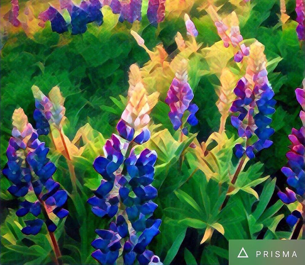 Prisma para Android disponible