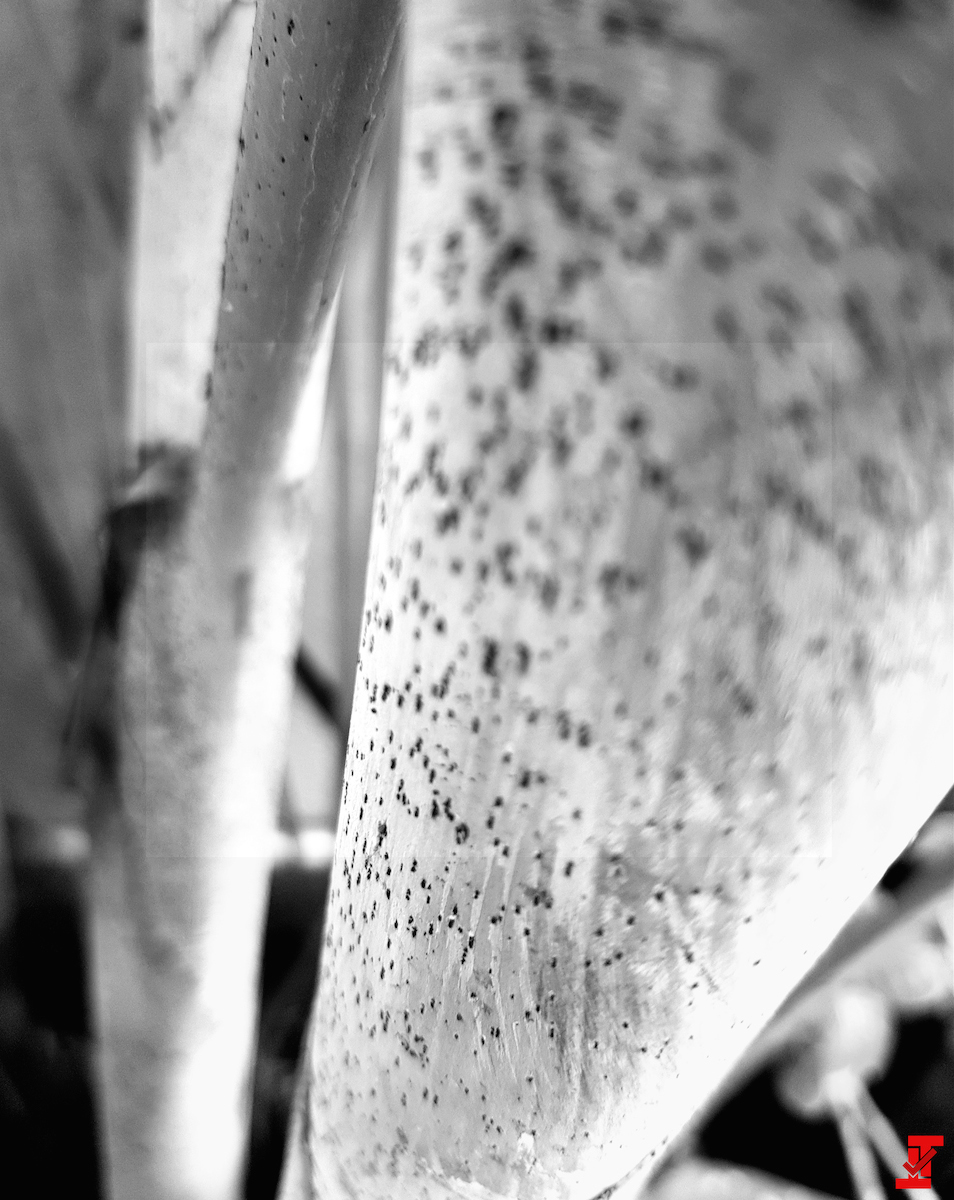 Imagen blanco y negro provista a True Tech supuestamente tomada por el OnePlus 5.